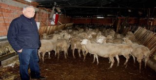 Şarbon Türkiyeye Yönelik Operasyon