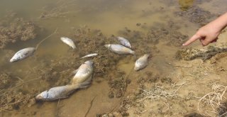 Kütahyada Esrarengiz Balık Ölümleri