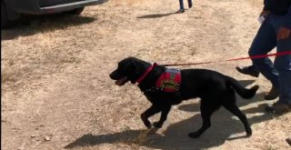 Küçük Sedanuru ‘Atak Buldu