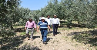 Doludan Etkilenen Tarım Arazileri İncelendi