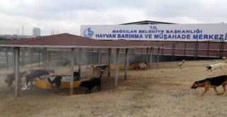 Sıcak Havadan Bunalan  Sokak Hayvanları Buharla Serinletiliyor