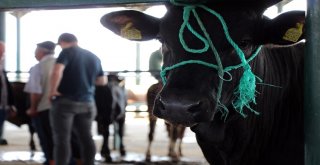 Eskişehirde Şarbon Vakası Bulunmuyor