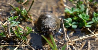 Bursada Tarlaları Fareler İstilâ Etti