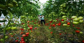 Büyükşehirden Çiftçilere Sera Desteği