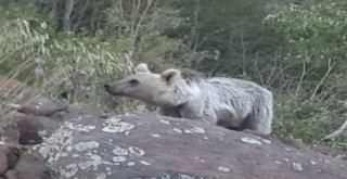 (Özel) Nemrut Krater Gölünde Ayı Sürprizi