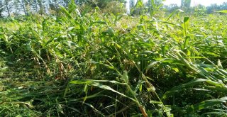 Yağmur Ve Dolu, Meyve Ağaçları İle Sebze Fidelerine Zarar Verdi