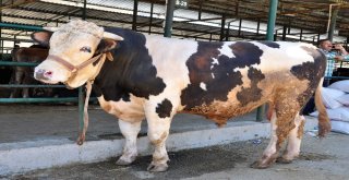 Bir Tonluk Kral Alıcısını Bekliyor