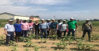 Tikadan Mozambike Pamukçuluk Alanında Eğitim Desteği