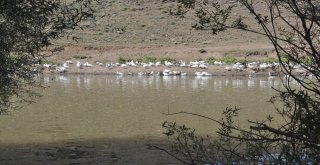 Karsta Kazlar Besiye Alındı