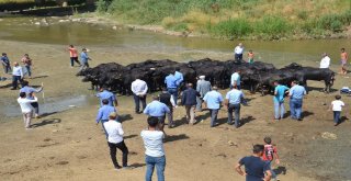 Muşta Damızlık Manda Dağıtımı