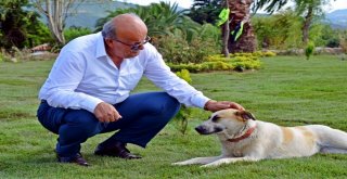 İznik Sahili Botanik Bahçesini Andırıyor