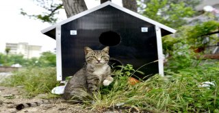 Sokak Hayvanlarına ‘Yıldırım Destek