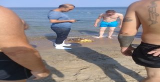 Yaralı Caretta Caretta Edirnede Kıyıya Vurdu