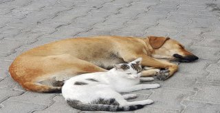 (Özel) Kedi İle Köpeğin Dostluğu Görenleri Hayrete Düşürüyor