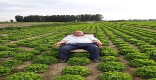 Marul Üreticisinden Dikkat Çeken Eylem