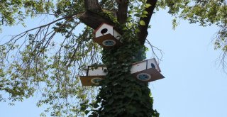 Sokak Hayvanları İçin Sokaklara Beslenme Ünitesi