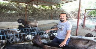 Mimarlıktan Hayvancılığa