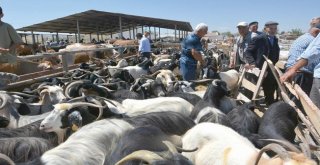 Sungurlu Hayvan Pazarı 11 Ekimde Açılıyor