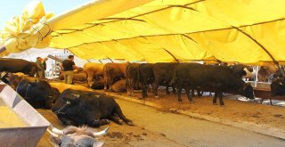 Pursaklarda Hesaplı Kurban Bulmak Mümkün