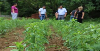 Bartında Şeker Otu Denemesi