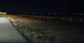 Aç Kalan Domuzlar Şehre İndi