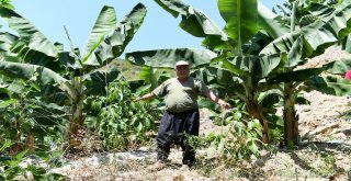 Büyükşehirden Anamurlu Üreticiye Destek