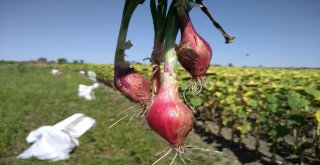 Kuru Soğanda Üzücü Tablo