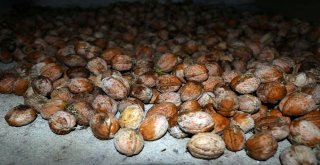 Yozgatta Ceviz Hasadı Başladı