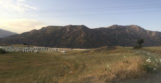 Tandoğan; Van Organik Bal Üretim Merkezi Olacak