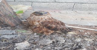 Yaralı Şahin Tedavi Altına Alındı