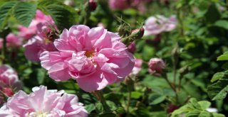 ‘Gülde Coğrafi İşaret Tamam, Sıra Unesco Dünya Mirası Listesinde